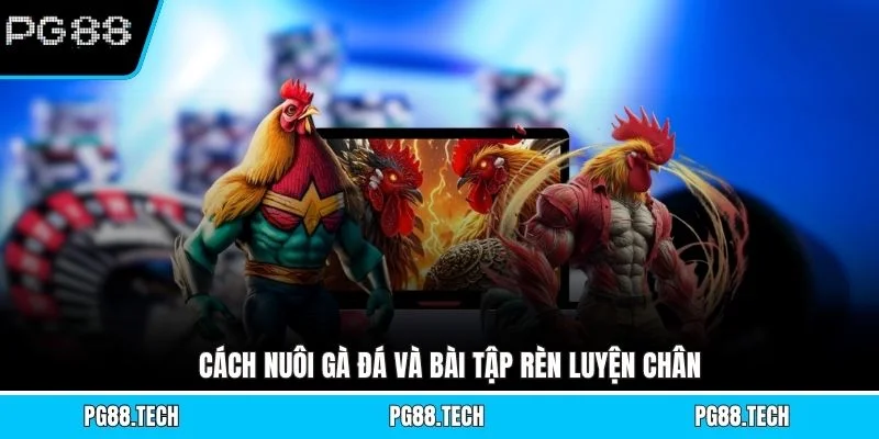 Cách nuôi gà đá và bài tập rèn luyện chân