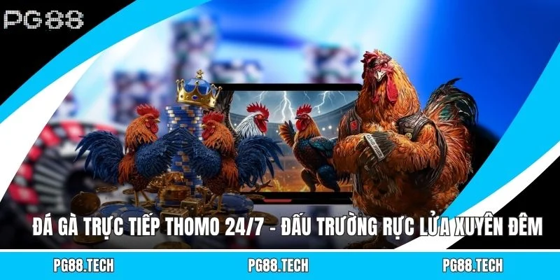 Đá Gà Trực Tiếp Thomo 24/7 - Đấu Trường Rực Lửa Xuyên Đêm