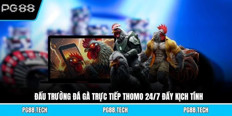 Đấu trường đá gà trực tiếp Thomo 24/7 đầy kịch tính