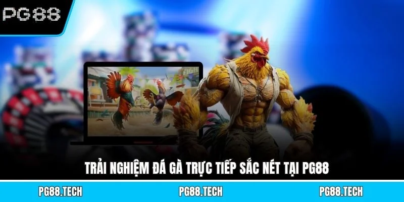 Trải nghiệm đá gà trực tiếp sắc nét tại PG88