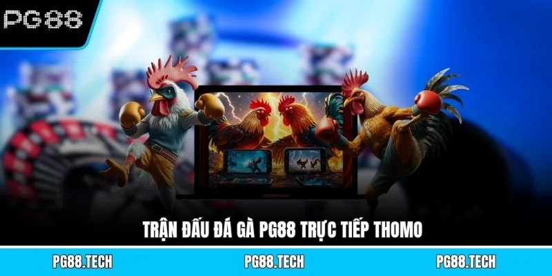 Trận đấu đá gà PG88 trực tiếp Thomo